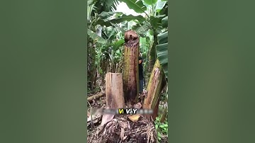 Kỹ thuật chặt chuối ở Brazil giúp cây non #shorts