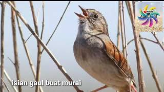 Masteran murai batu full isian, cepat masuk murai muda