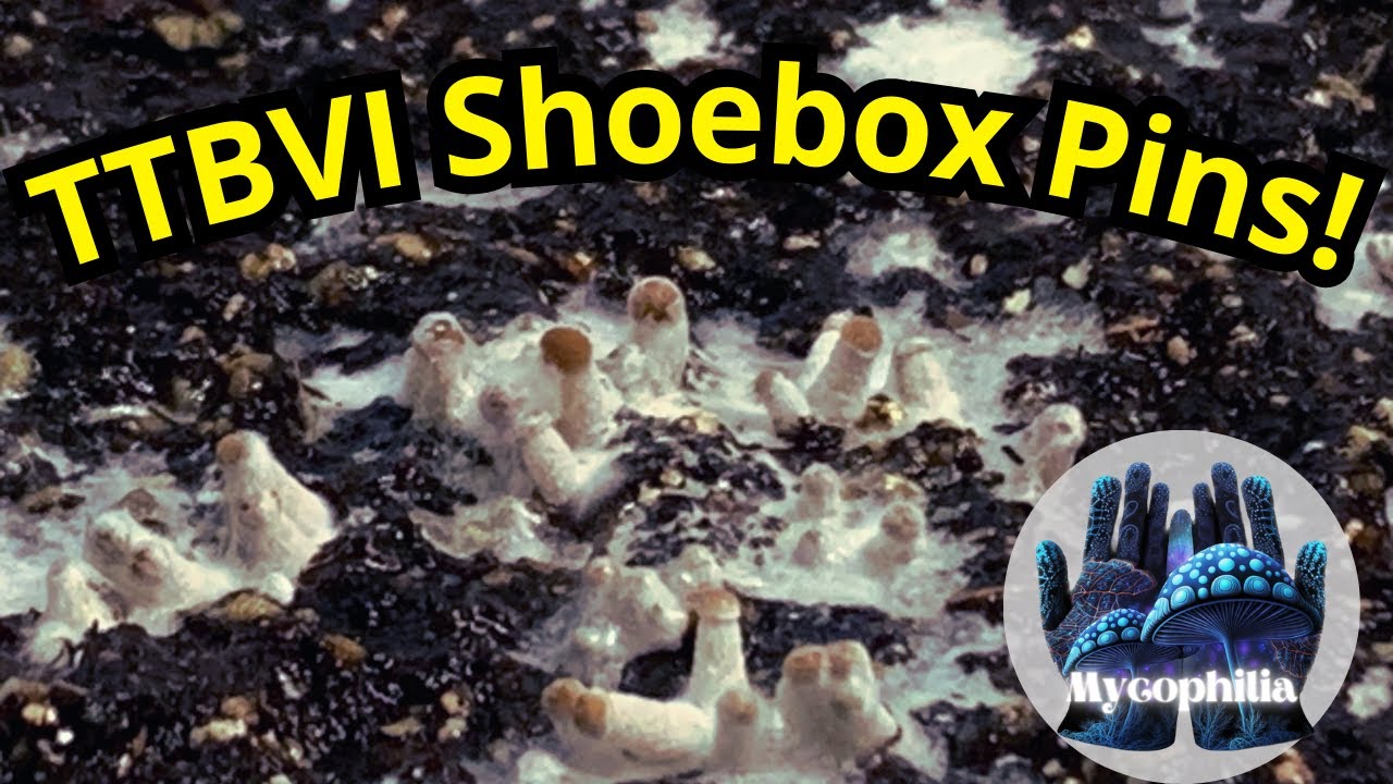TRACY  UNPUBLISHED TUNES　FUNGUS LmpwZWc.jpeg
