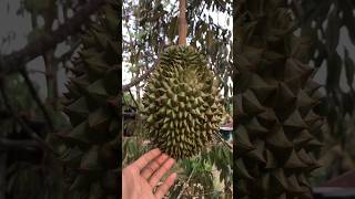 Dangerous, Don't Let It Bear Too Much Fruit!