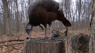 Wild Turkeys and Squirrels in the Forest - 10 Hours - Dec 08, 2022