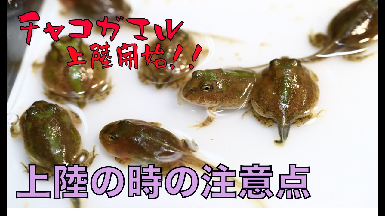 ついにチャコガエルが上陸し始めました！！ - YouTube