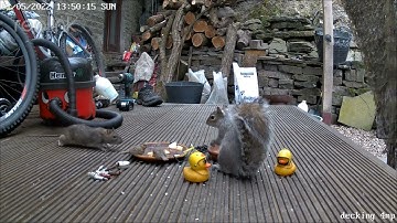 Big rat vs Wild grey squirrel for food UK British Garden Nature Wildlife Animals Reolink CCTV