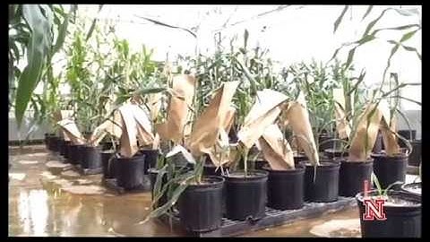 Streaming Science: Genetic Engineering in Plants