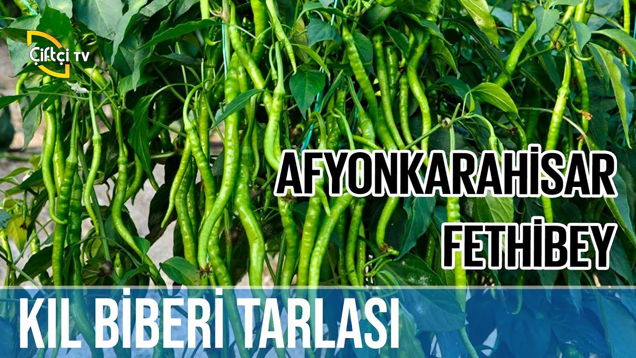 Kıl Biberi Tarlası -Anadolu Sevdası