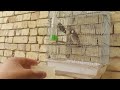 افراخ بلابل طارن البلابل الزغار تغريد وطك جناح افراخ بلابل طارن البلابل الزغار تغريد وطك جناح