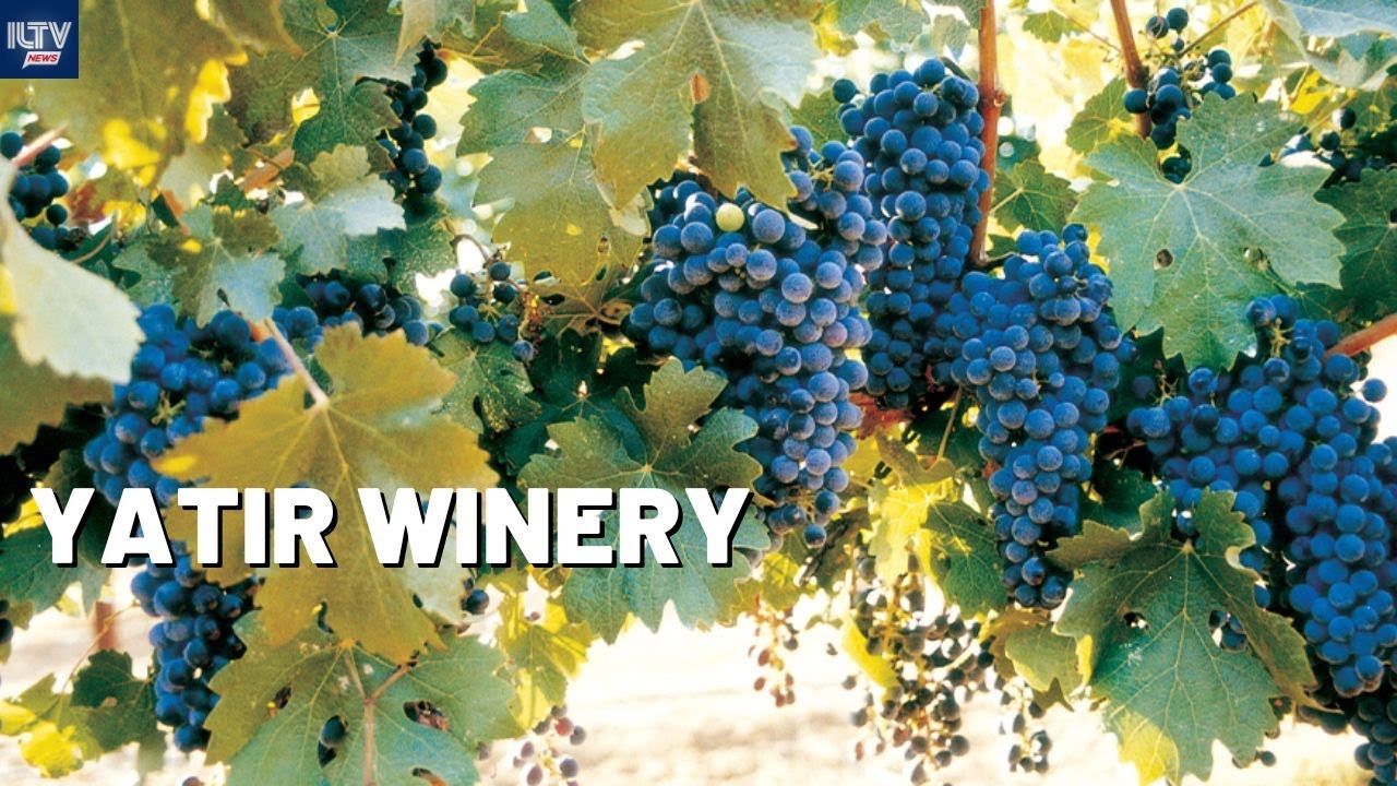 Yatir Winery