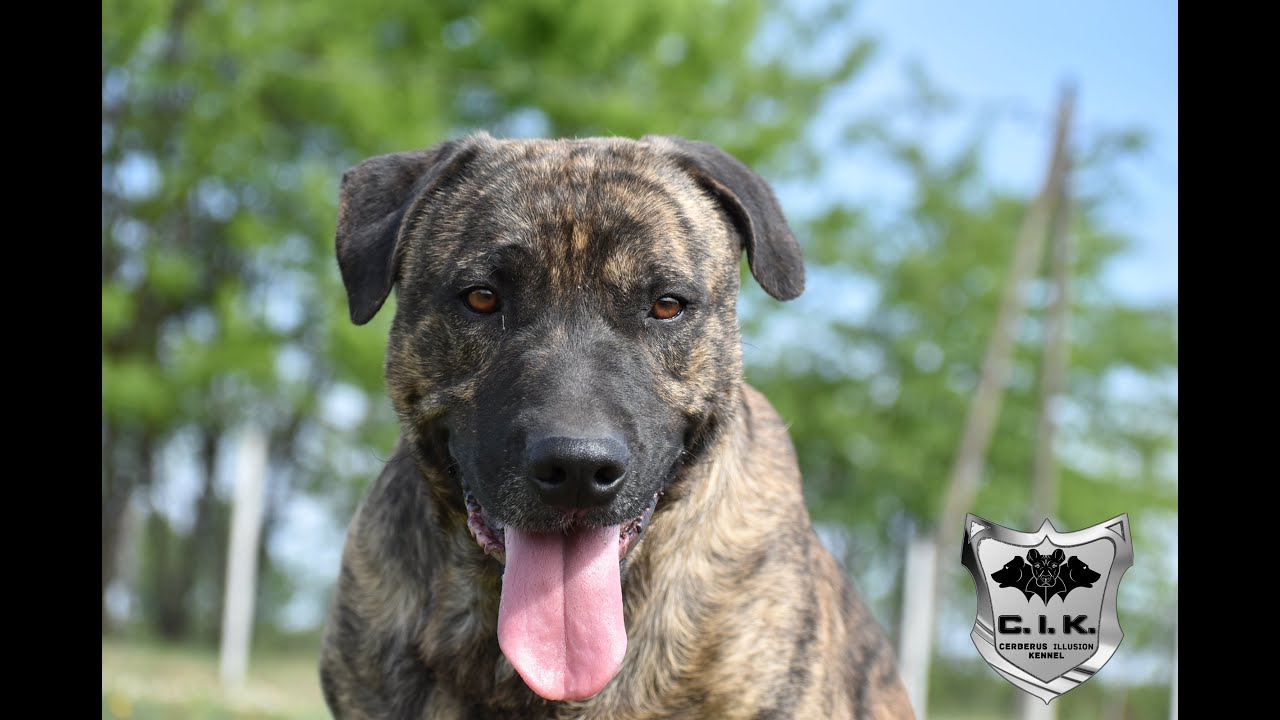 Novice Trick Dog - Ladder - Cimarron Uruguayo from Cerberus Illusion