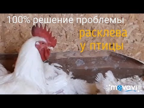 Расклев у кур (каннибализм у кур). Решение проблемы.