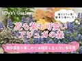【グランドカバー💠アジュガの魅力とおすすめ♪簡単な増やし方】可愛さ際立つ「アジュガの森」