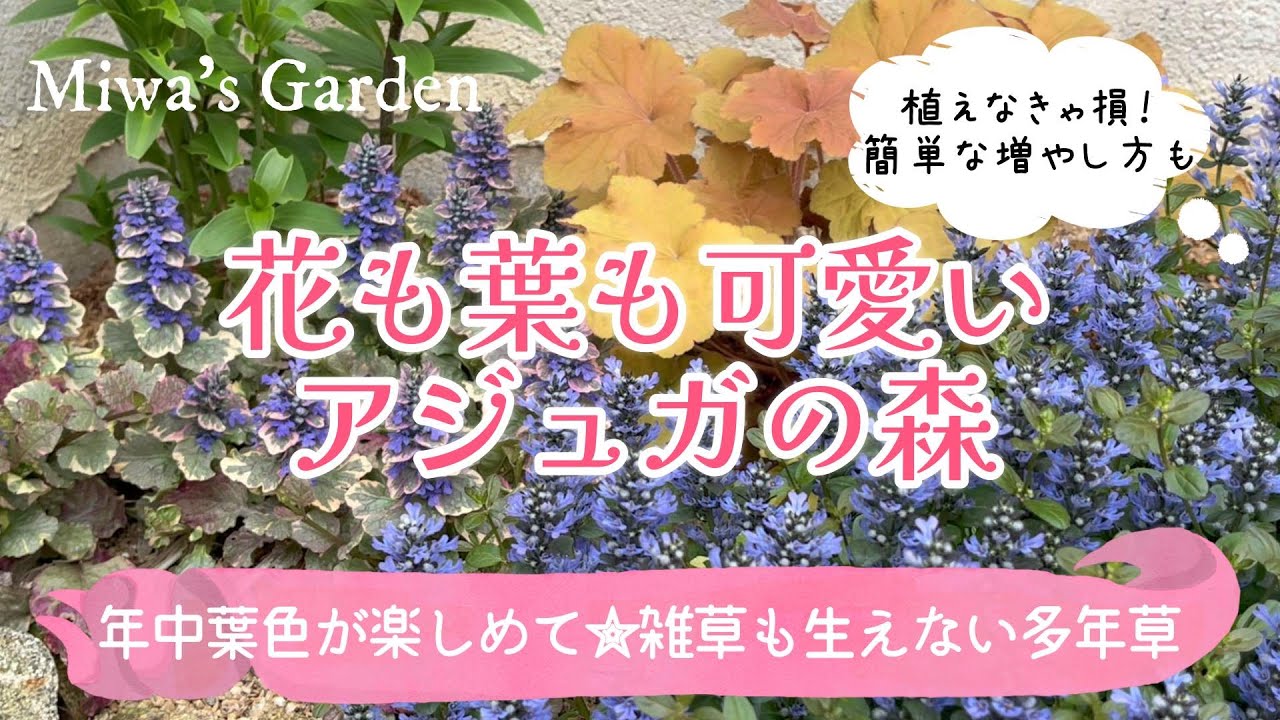 【グランドカバー💠アジュガの魅力とおすすめ♪簡単な増やし方】可愛さ際立つ「アジュガの森」