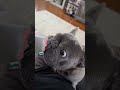 Frenchie Every Day 18 #frenchbulldog #cutedogs #frenchie #funnypets #puppy #funny #cute #pets