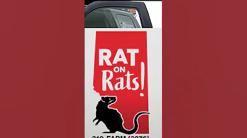 Alberta Takes Its Rat Free Seriously Shorts 2025 Carney Highlights News Breakingnews 