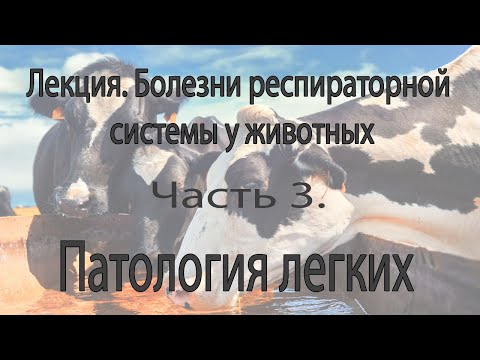 Заболевания Респираторного Тракта. 3 Часть. Болезни Легких у Животных