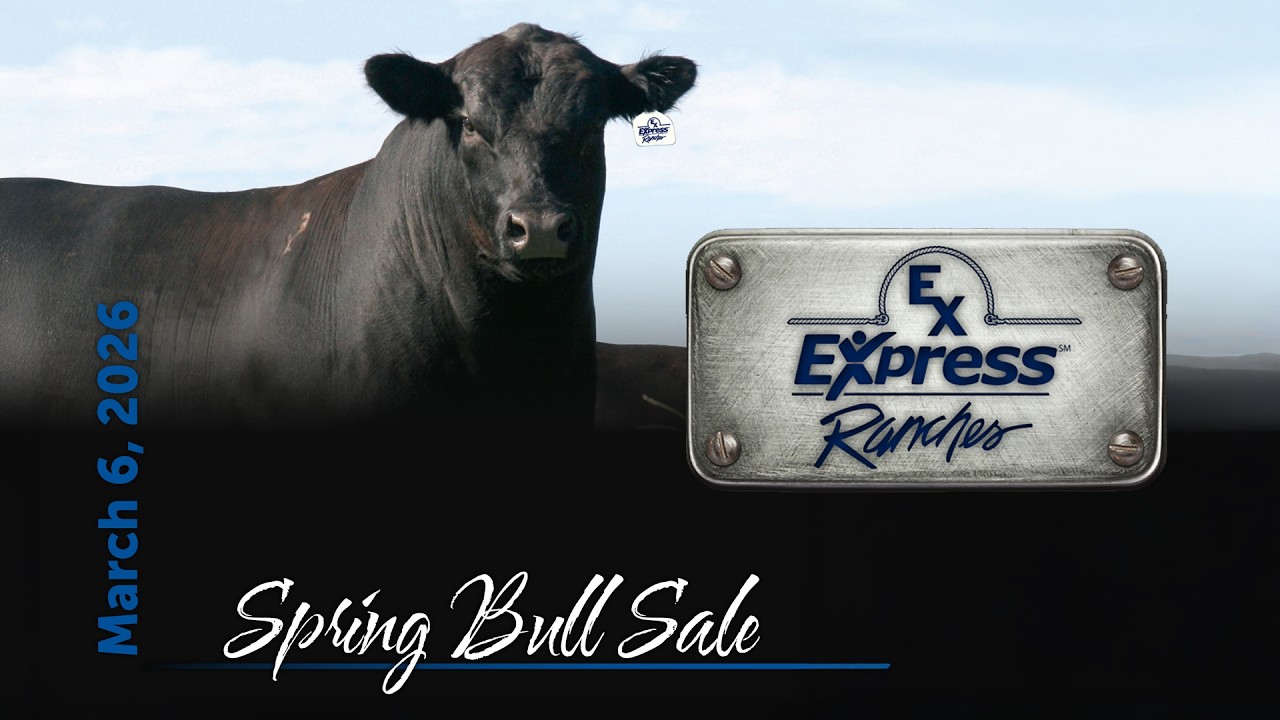 Elite Angus Genetics | Express Ranches Spring Bull Sale | March 6, 2026