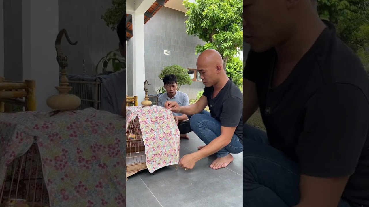 MUA CON CHIM 1 TRIỆU 500K THÉP TRẢ 5 TRIỆU A7 KHÔNG CHỊU BÁN