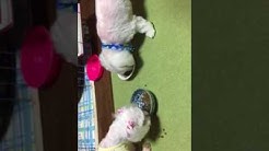 梶原直美 Youtube