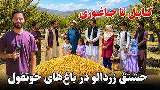 Kabul - Jaghori Ghazni, گزارش توحید؛ کابل تا جاغوری، رسم عجیب حشتق زردالو در حوتقول