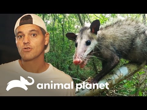 Um gambá para Frank | Perdido no México | Animal Planet Brasil