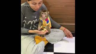 Cute baby monkey ROJO waiting mommy wearing cloth and then eating foods