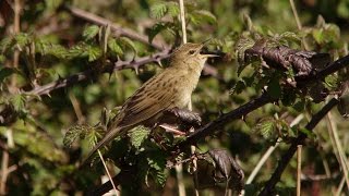 Reeling male Grasshopper Warbler @ RSPB Newport