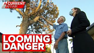Celebrity Falling branches have neighbours on edge | A Current Affair Profile