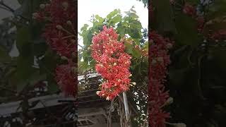 Download Lagu MELATI BELANDA, BUNGA YANG CANTIK. MP3