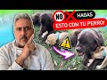 ¿CÓMO EDUCAR a tu CACHORRO de forma EQUILIBRADA? 🆘 ► NORMAS, LÍMITES y CONSEJOS ✅ | 4EverDogs