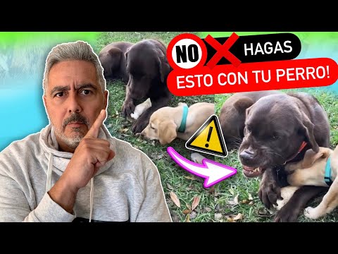 Video: Cómo establecer límites para perros