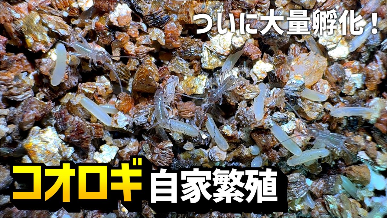 ついに大量孵化してきたイエコの自家繁殖！【ヨーロッパイエコオロギ・自家繁殖・活餌・爬虫類・飼育】