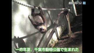 ナマケモノの赤ちゃん「タマチン」