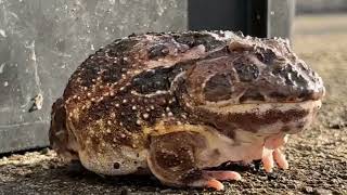 クランウェルツノガエル写真集[294]2026.6.10 - YouTube