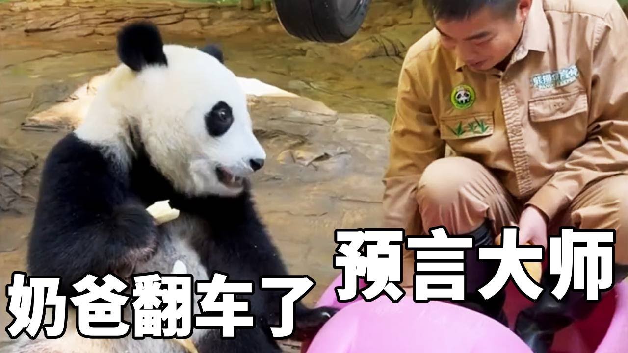 妹猪居然是预言大师，眼看奶爸要抢玩具出手阻止，没想到奶爸下一秒就翻车了！【你好大熊猫】