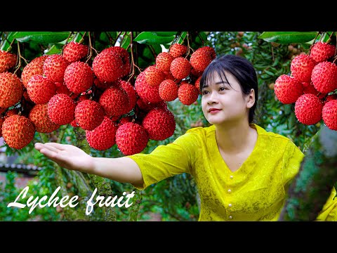 Amazing Harvesting a garden of super large red ripe Lychees - Cooking in a country kitchen