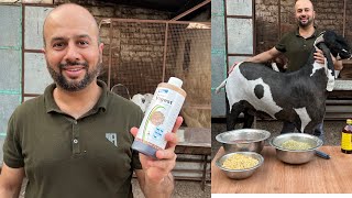 WEIGHT GAIN  DIET FOR GOATS | BENEFITS OF VIGEST SUPPLEMENT |  PROPER METHOD OF DEWORMING IN GOAT