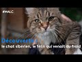 Dcouverte  le chat sibrien le flin qui venait du froid