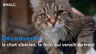 Découverte : le chat sibérien, le félin qui venait du froid