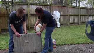 Project Milly Falcon Presents: Episode 42 - Emissions Inspection
