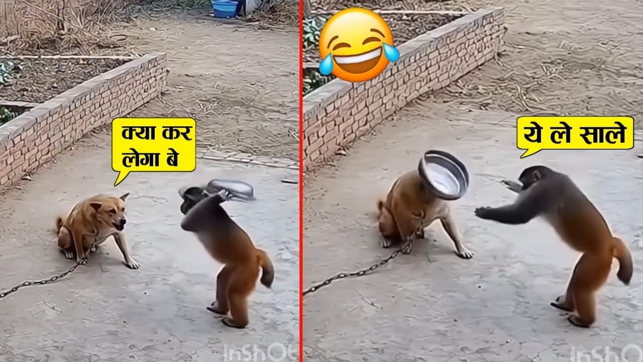 कुत्ता बिना मतलब भोंक रहा था बंदर ने मुंह तोड दिया 😂🤣ll Monkey funniest moment record on camera 