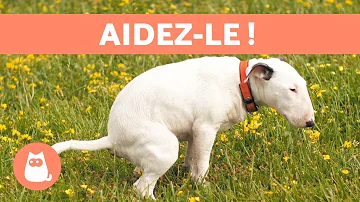 Pourquoi mon chien fait des selles molles ?