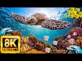The Ocean 8K Video- Sea Animals for Relaxation, Beautiful Coral Reef Fish in Aquarium