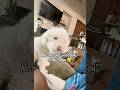 Comment if you think, Minks is a good boy #maltipooshorts #maltipoopuppies #maltipoodog #maltipoo