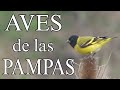 AVES De Las PAMPAS Argentina BIRDS Of The PAMPA AVES De Las PAMPAS Argentina BIRDS Of The PAMPA