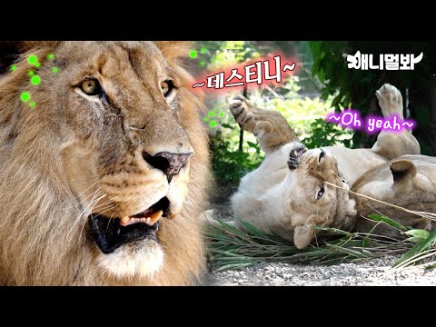 외로운 사자의 삼장을 뒤흔든 물체의 정체ㅋㅋㅋㅣHeart pumping item for Lonely <strong>Lion</strong> LOL