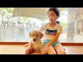 生後2ヶ月ゴールデンレトリバーの仔犬をお迎えしました。