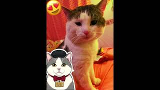 Meet Thomas O’Mally, dumpster diver. #dumpsterdiving #cats #cute #meow #okbyjj #kitty #orange #art