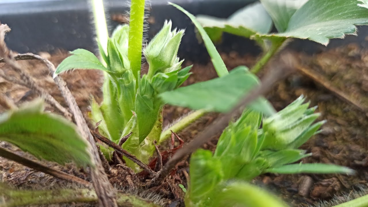 Frigo Erdbeeren Was das 1A ErdbeerJahr uns bringt YouTube