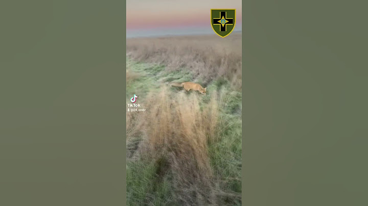 😍Лис прийшов до військових прямо на позицію