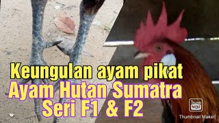 kelebihan ayam hutan sumatra seri F1 & F2 untuk memikat