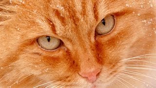 Рыжий кот Рыжий кот